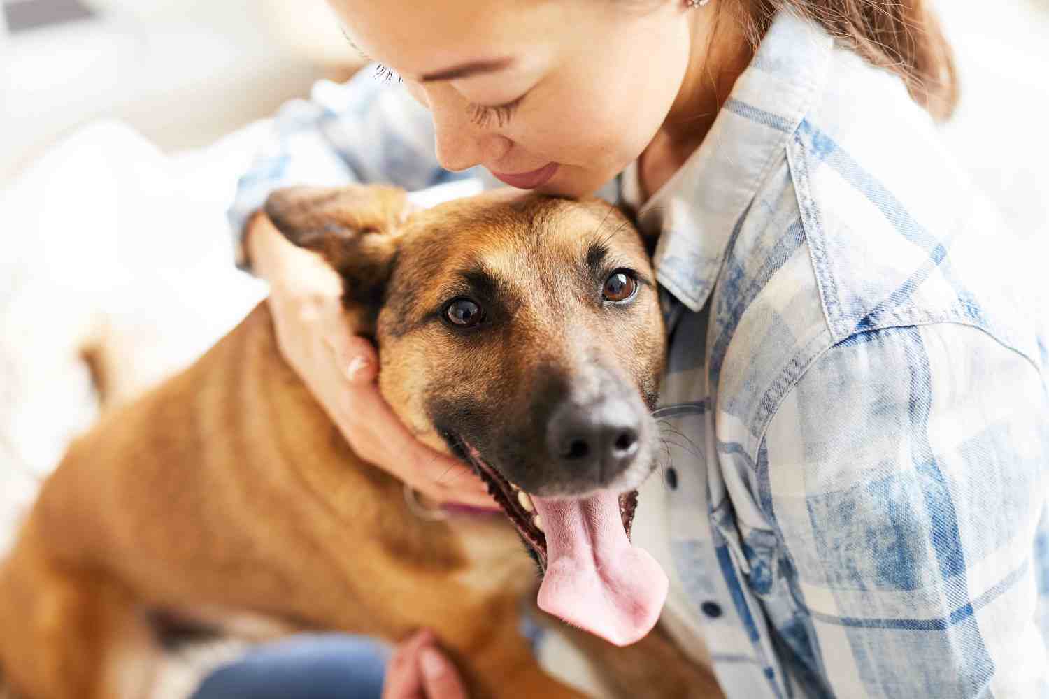 Pet Stop Of Northern New England Dog Fencing 