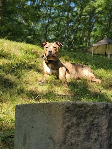 Pet Stop of Northern New England